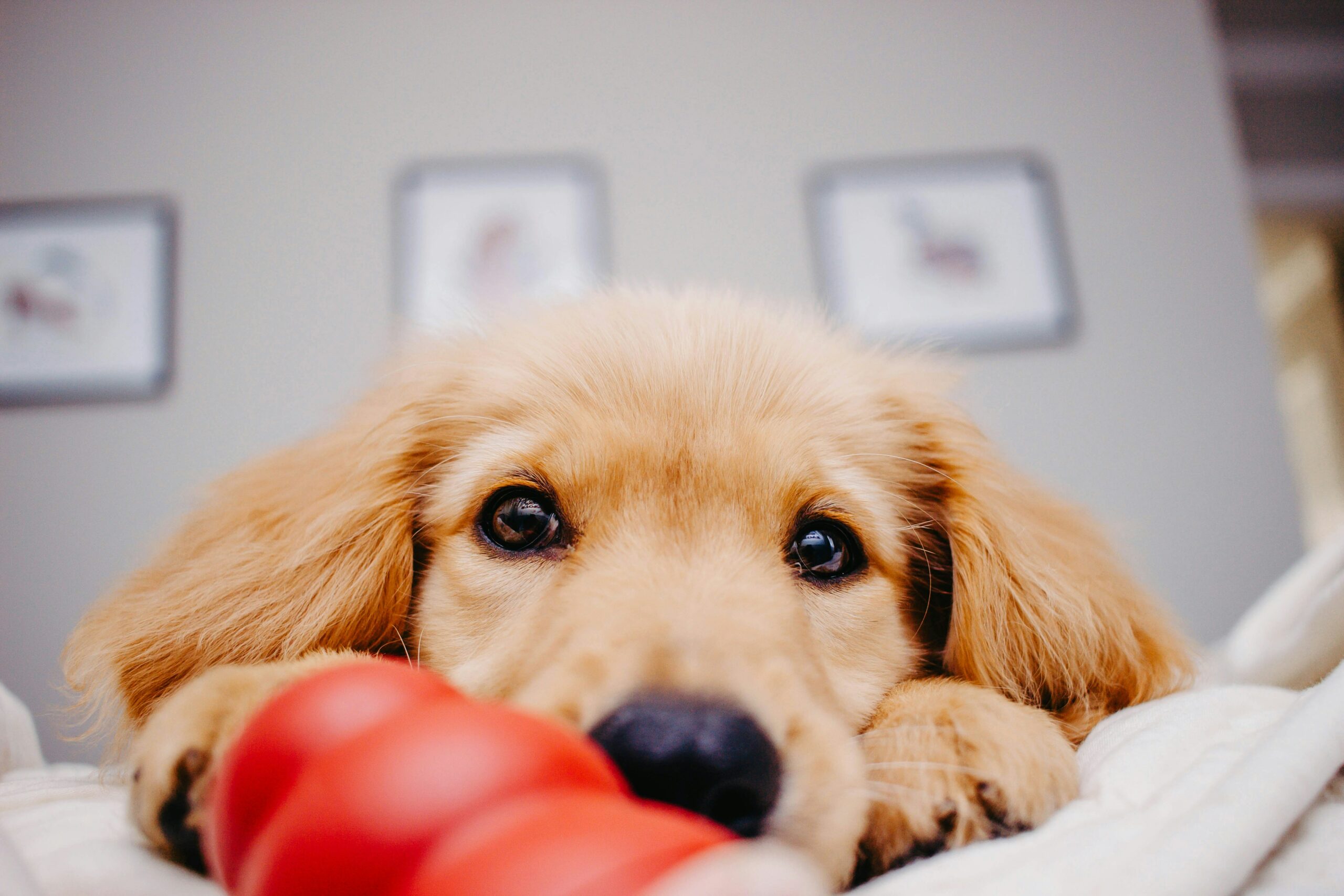 Tierglück Giochi Interattivi Per Cani, Giocattoli Intelligenti Per Cani - 7