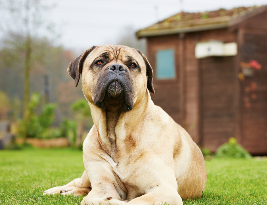 biobau Giardino Pet-Friendly: